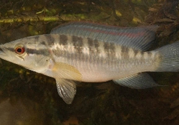 魚缸有水霉病需要換水嗎