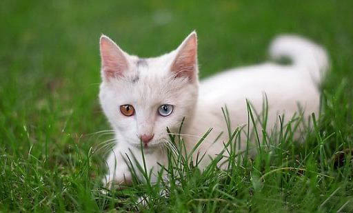 幾個(gè)月算成貓