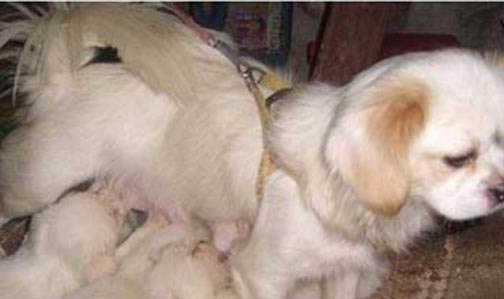 3個月的狗算幼犬嗎