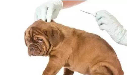 為什么狗狗會走路瘸腿