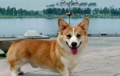 柯基犬認(rèn)主人需要多久
