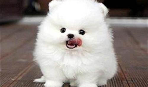 博美犬去淚痕吃什么好呢