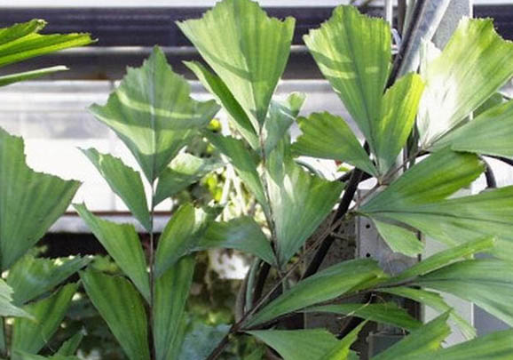 草金魚長得能長多大