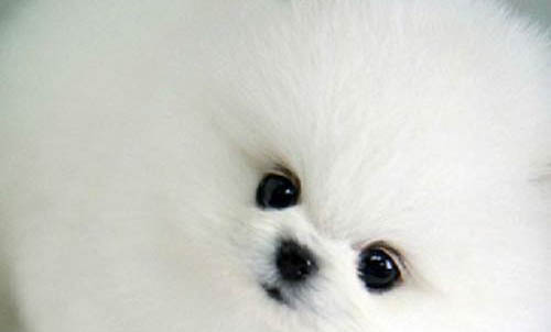 博美犬和泰迪哪個好