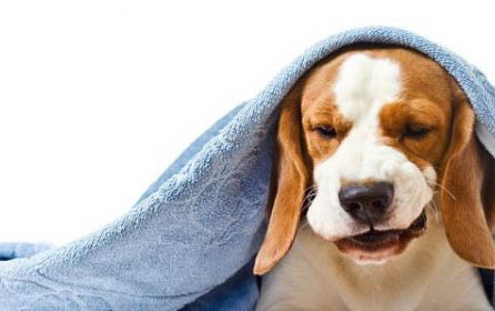 八哥犬怎么訓練大小便？