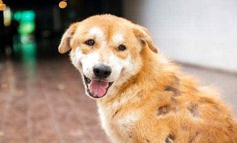 棉花面紗犬哪里有賣