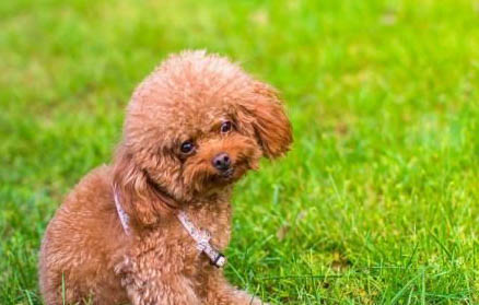 為什么剛剛買的狗狗會抽搐呢