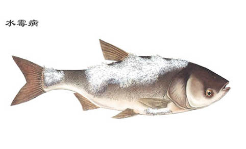 潛水艇魚顏色變淺了