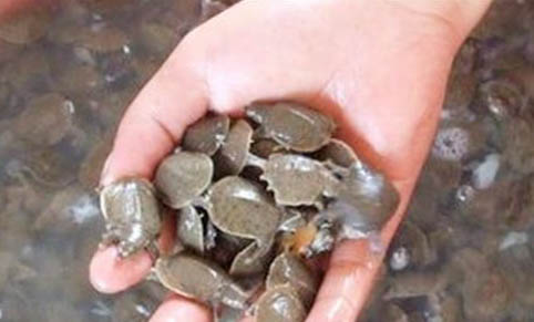 甲魚(yú)和烏龜怎么養(yǎng)最好