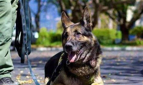 軍犬霸氣的名字有哪些