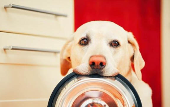 拉布拉多犬的鼻子變紅了這是怎么回事