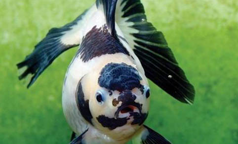 怎么養魚缸的水