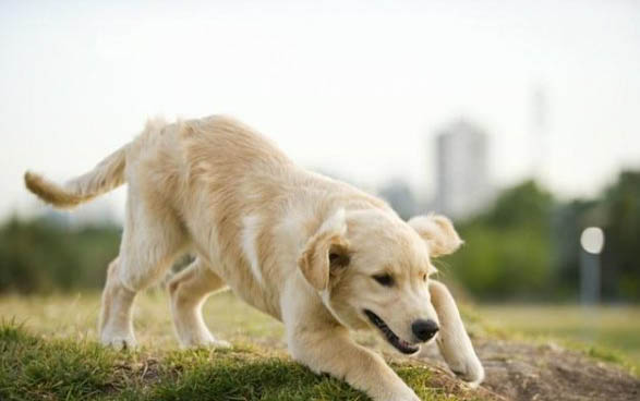 八哥犬吃什么