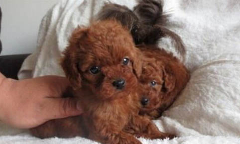 泰迪幼犬眼屎怎么去除