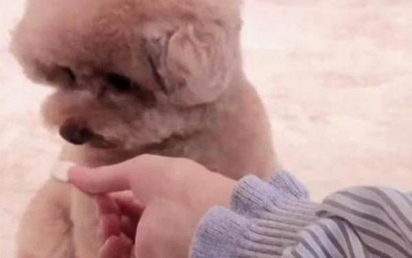 泰迪犬和比熊犬哪個好養