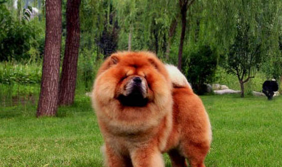松獅犬和哈士奇哪個好養