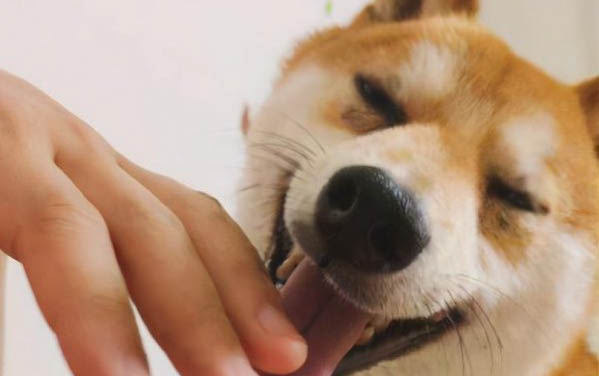 狗狗年紀大了臨死前征兆