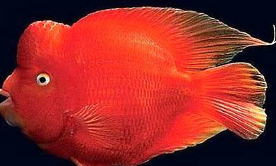 鸚鵡魚(yú) 吃什么