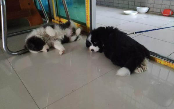 巴哥犬真的不叫嗎