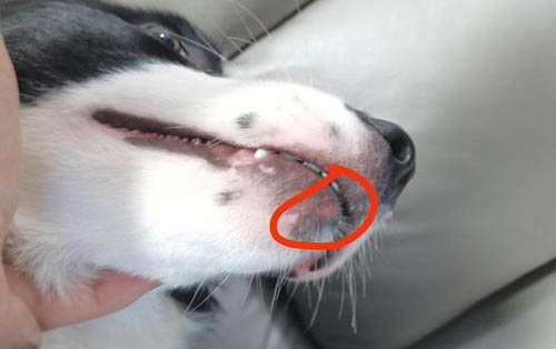 狗狗可以吃番茄嗎?