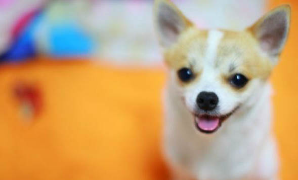 吉娃娃犬好不好養呢