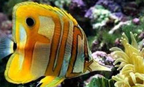 電光美人魚咬別的魚嗎