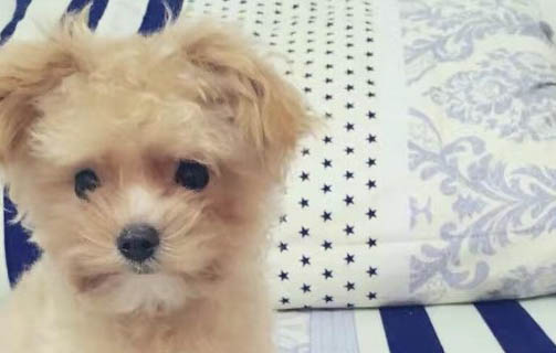 狗狗身上有跳蚤用什么藥