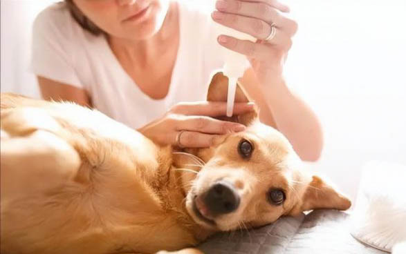 狗狗得了犬窩咳怎么治
