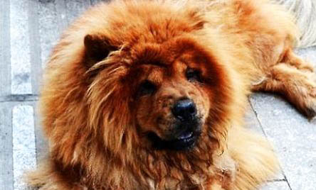 純種松獅犬價格