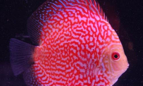 麥穗魚多大可以繁殖