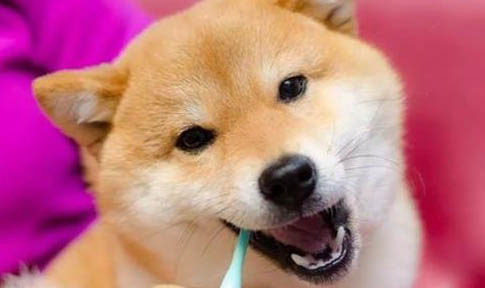 如何給狗狗擠肛門(mén)腺