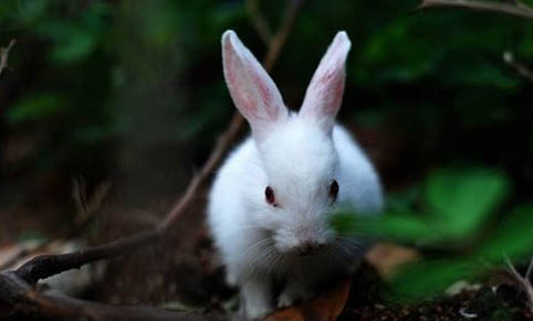 養寵物兔子哪種品種好