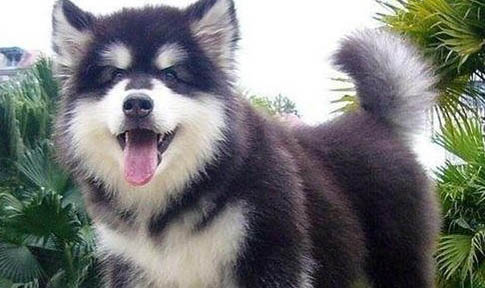 狗狗打了狂犬疫苗的不良反應(yīng)有哪些