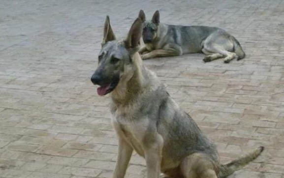 狼青犬幾個月變的兇猛