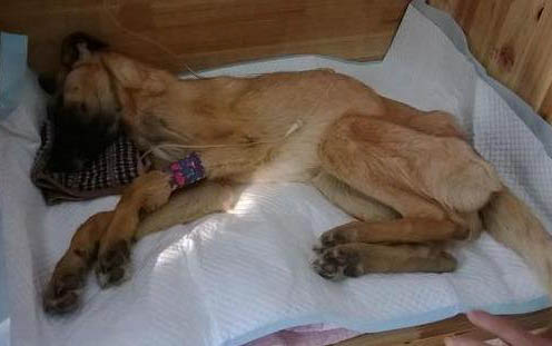 狗狗攜帶狂犬病毒能活多久？