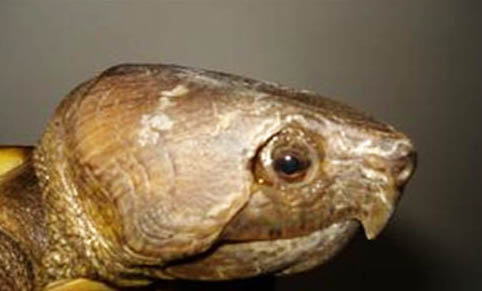 鷹嘴龜可以人工飼養嗎