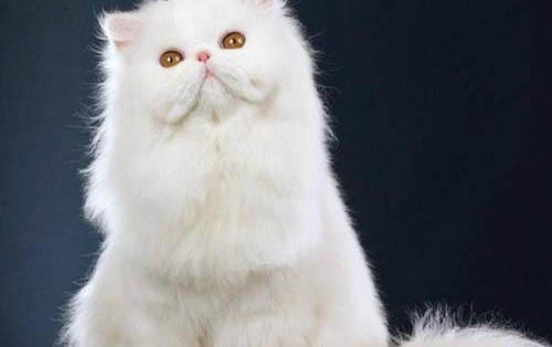 如何讓小貓不咬人