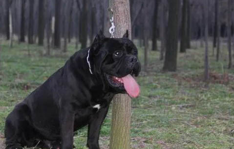 卡斯羅犬體味重的原因