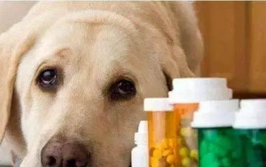 狗狗幾個月可以憋尿出去大小便