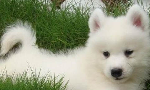 薩摩耶犬消化不良能自愈嗎