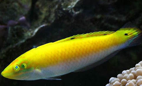 鳳尾魚卵多久能孵化出小魚仔呢