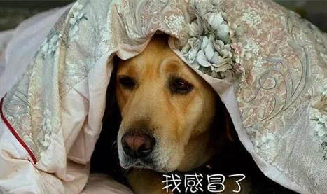 訓練狗狗五種技能手勢解析