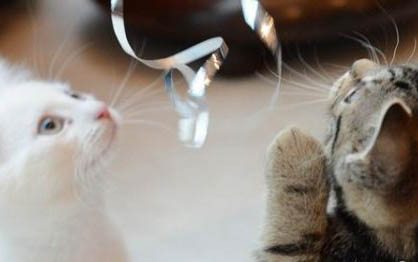 寵物店貓咪多少錢一只