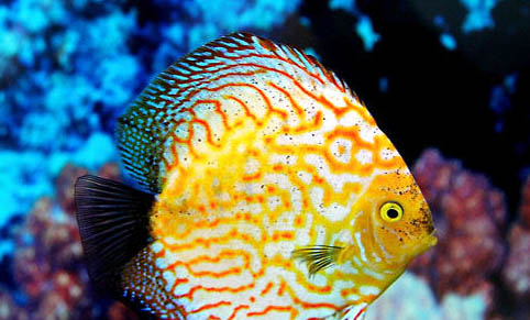 七彩神仙魚能和燈科魚混養(yǎng)嗎