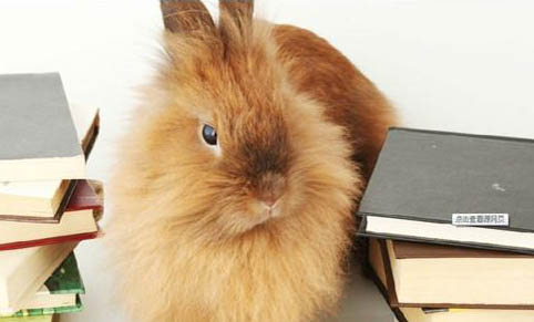 如何飼養(yǎng)寵物兔