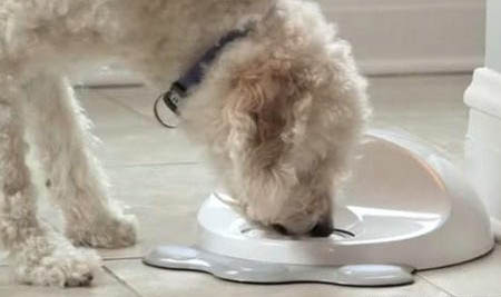 狗狗怎么知道懷孕了