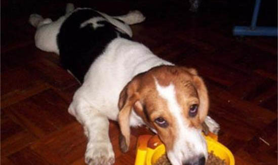 名犬智商排行榜前十名