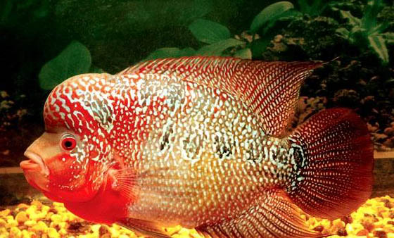 羅漢魚換水的正確方法？