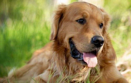 金毛犬血統純不純怎么看