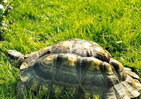 赫曼陸龜可以活多久